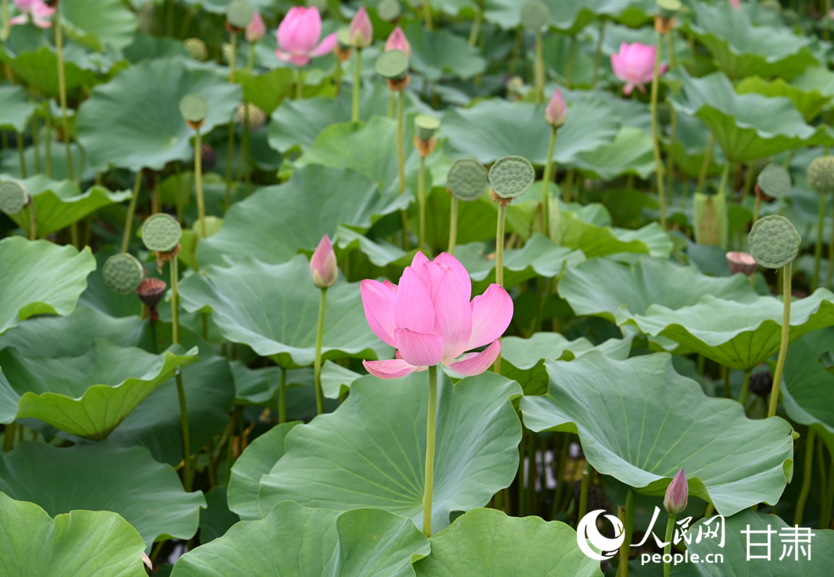 甘肅白銀：滿塘荷韻醉游人