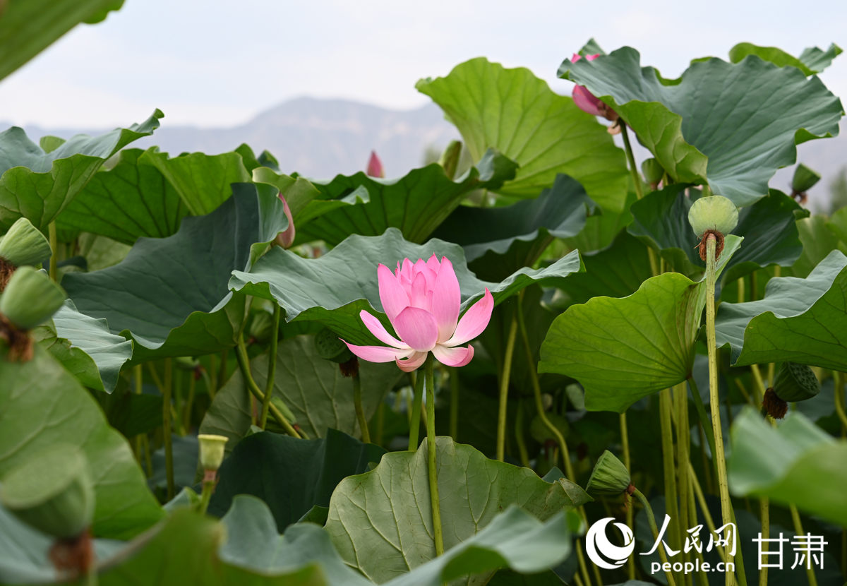 甘肅白銀：滿塘荷韻醉游人【2】
