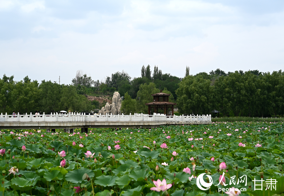甘肅白銀：滿塘荷韻醉游人【3】