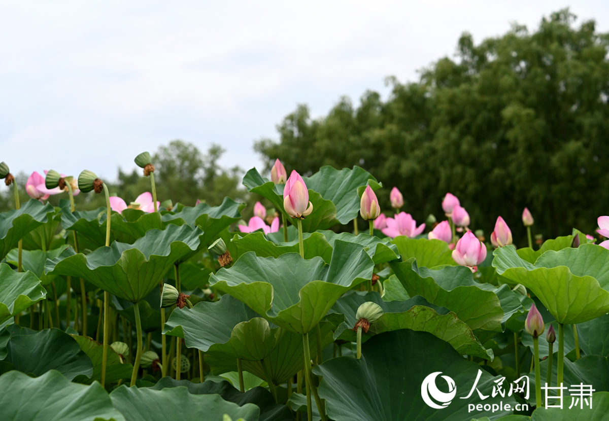 甘肅白銀：滿塘荷韻醉游人【4】
