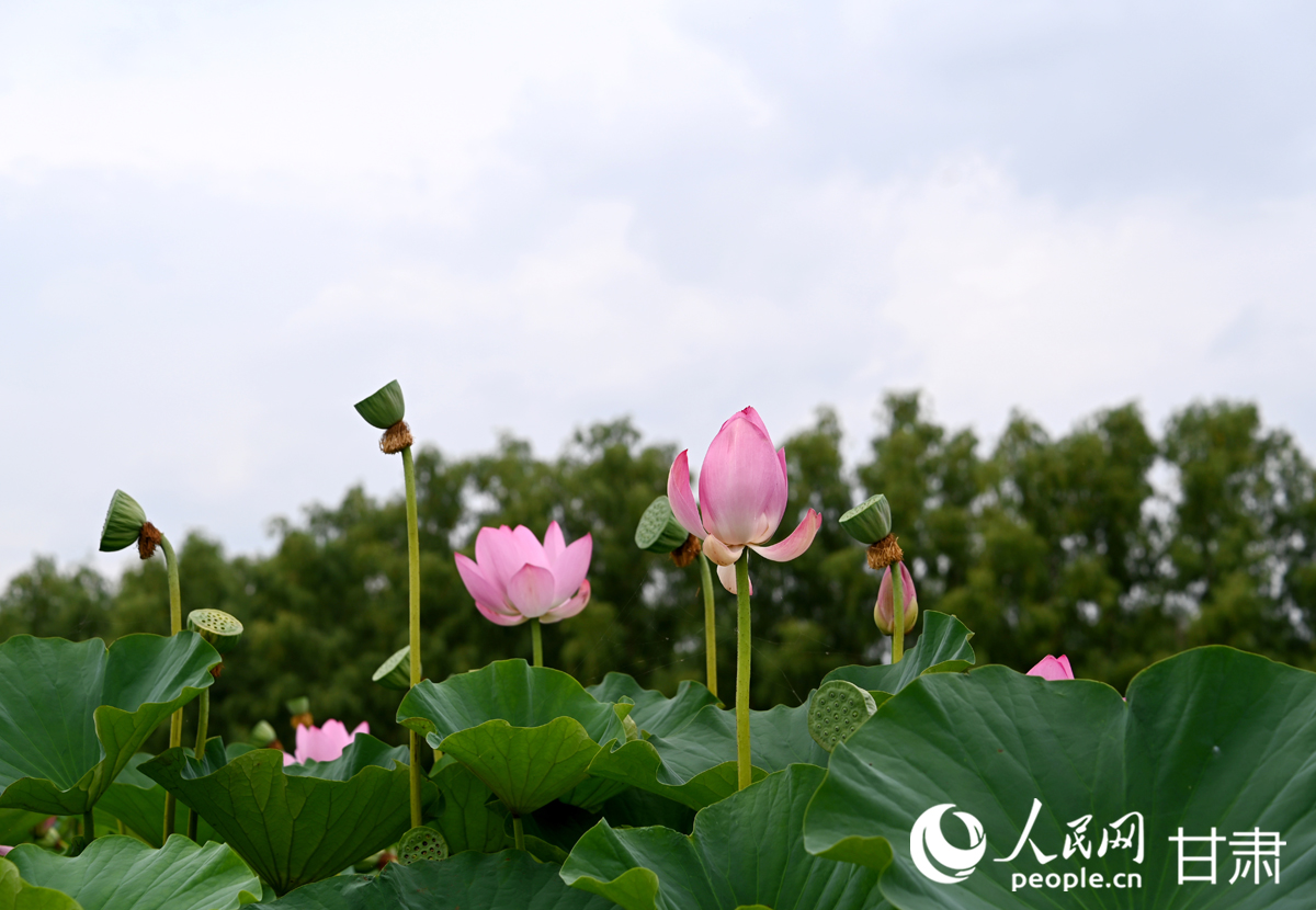 甘肅白銀：滿塘荷韻醉游人【5】