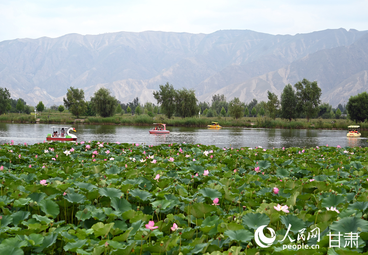 甘肅白銀：滿塘荷韻醉游人【6】