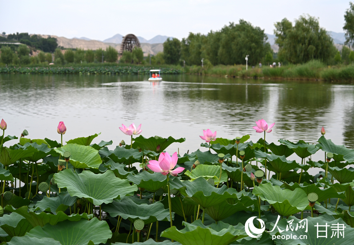 甘肅白銀：滿塘荷韻醉游人【7】