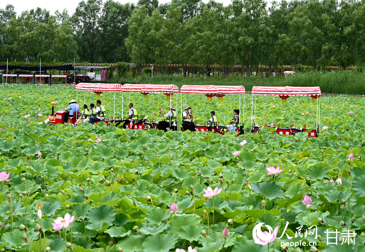 甘肅白銀：滿塘荷韻醉游人【8】