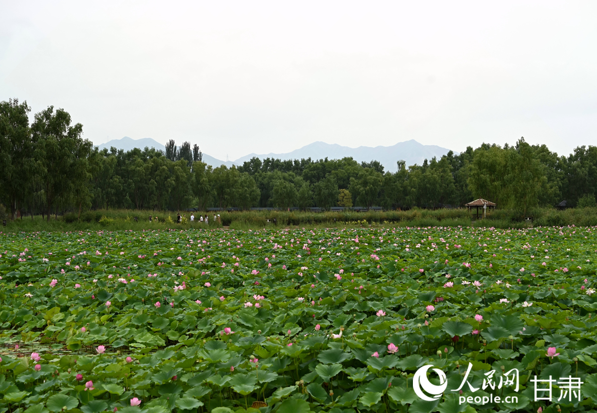 甘肅白銀：滿塘荷韻醉游人【9】