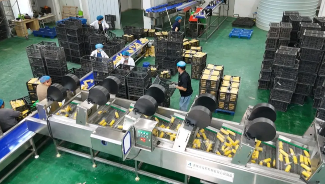 全自動運轉的機械。周志龍攝