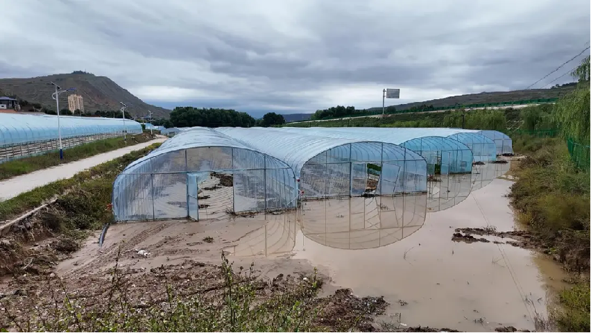 強降雨后的五家鄉高原夏菜蔬菜大棚。喇海濤攝