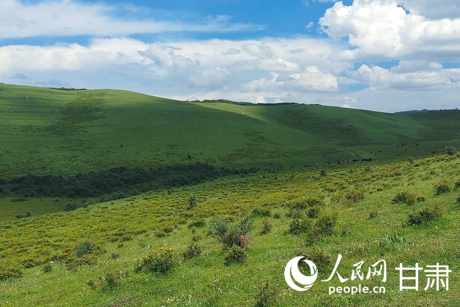 甘肅甘南：草原美景引客來【3】