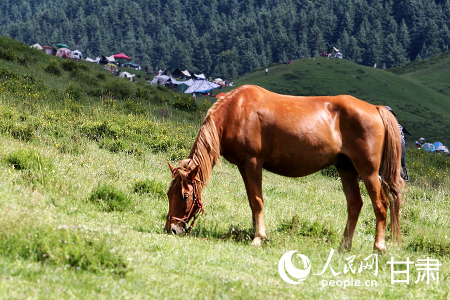 甘肅甘南：草原美景引客來【8】