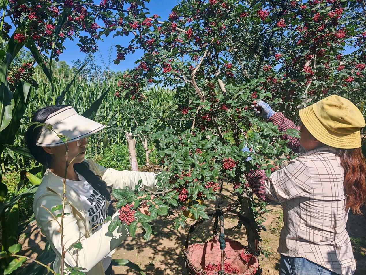 種植戶正在采摘花椒。馬進海攝