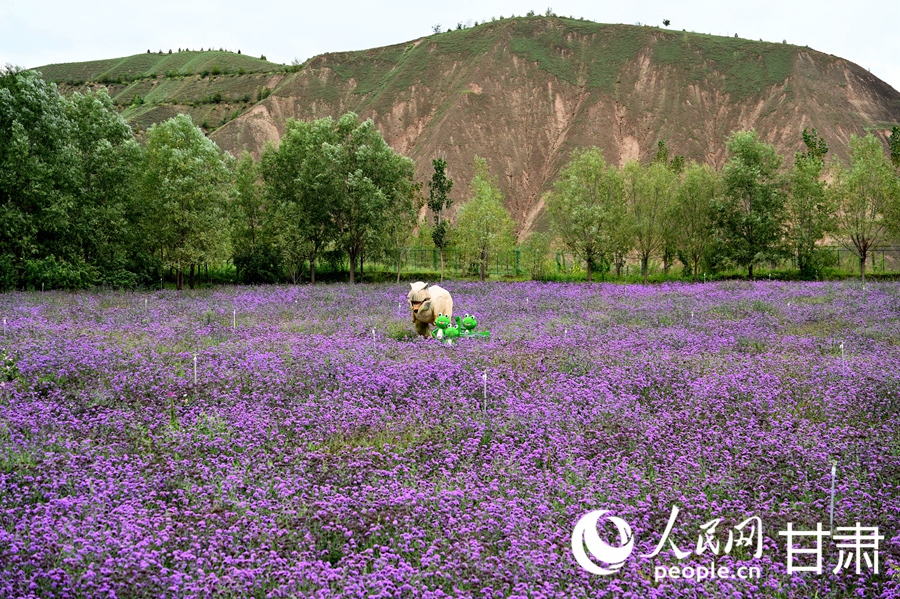 甘肅白銀：五彩花海入畫來【5】