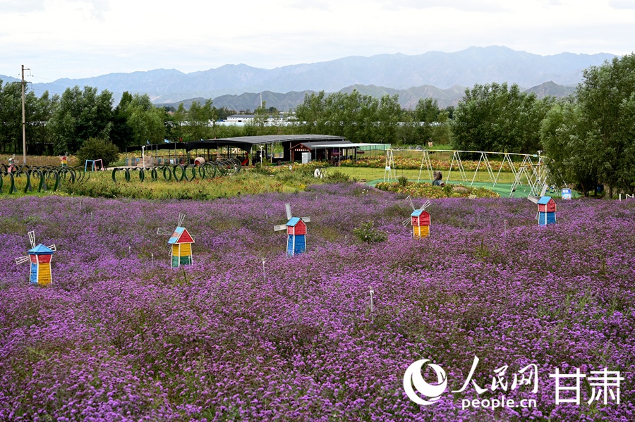 甘肅白銀：五彩花海入畫來【6】