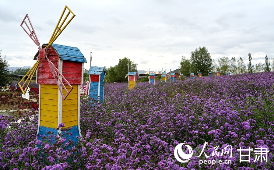 甘肅白銀：五彩花海入畫來【7】
