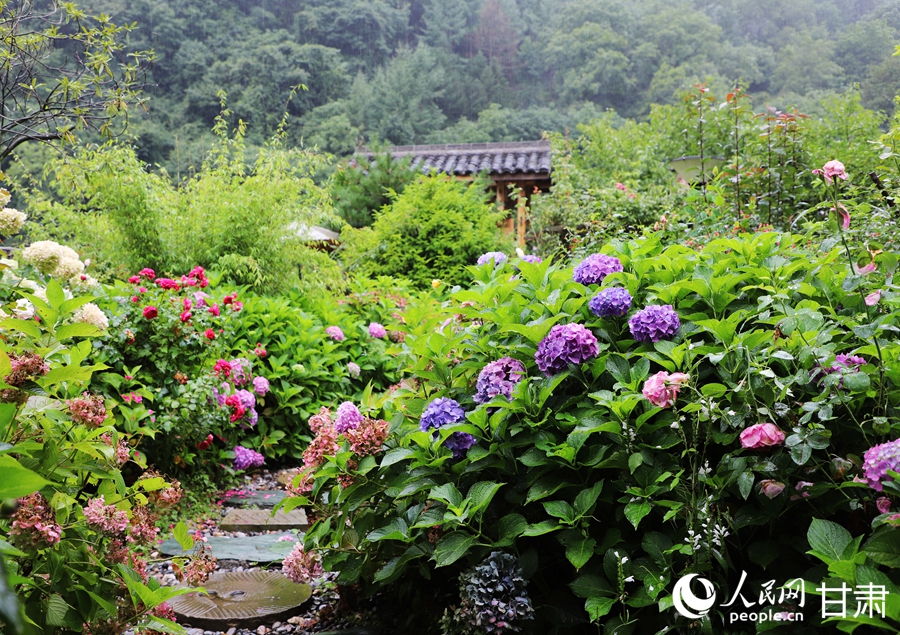 民宿院落中盛開的鮮花。人民網記者 邵蘭攝