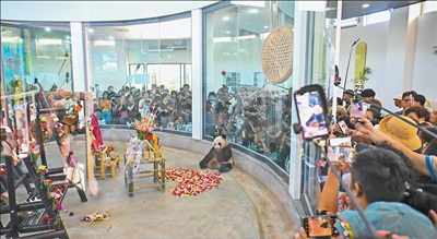 為大熊貓過生日