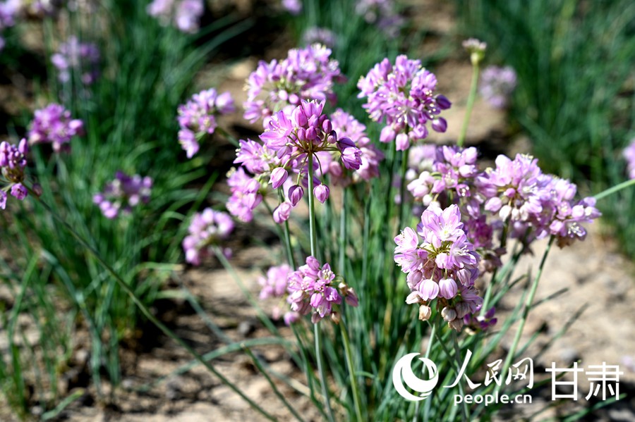 沙蔥花。人民網 席娟娟攝