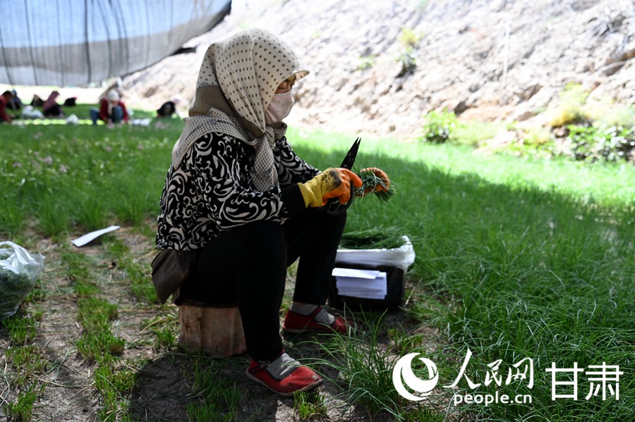 工人正在采收沙蔥。人民網 席娟娟攝