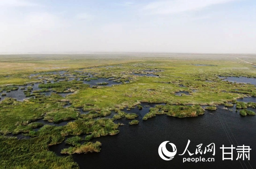 青土湖。人民網記者 邵蘭攝