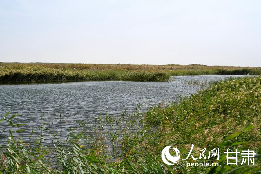 青土湖蘆葦叢生。人民網 席娟娟攝