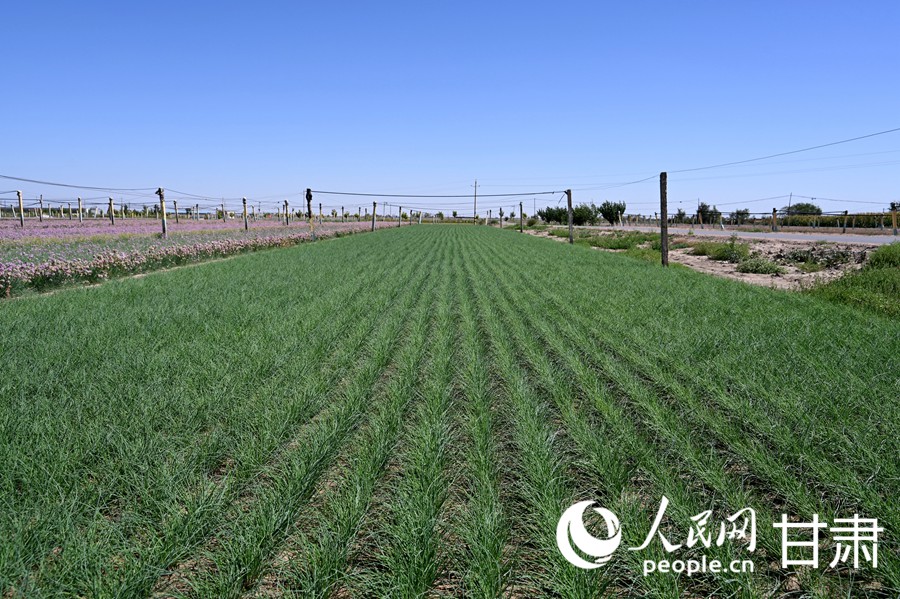 行進中國｜從風沙屏障到餐桌新寵 民勤沙蔥真夠味！