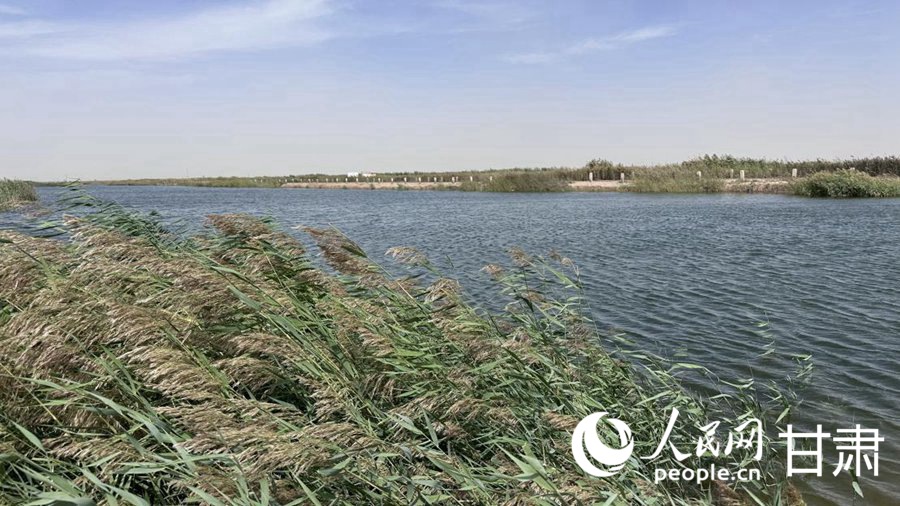 青土湖碧波蕩漾、蘆葦搖曳。人民網記者 王紹紹攝