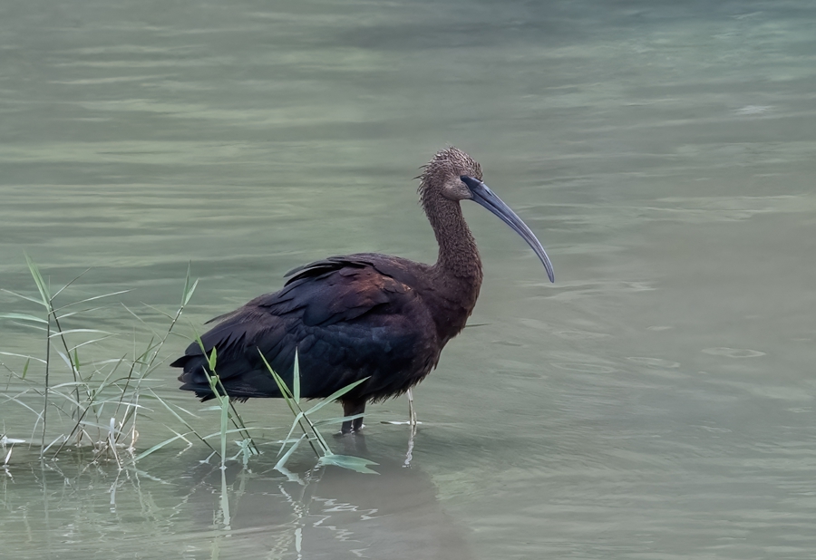 彩鹮。強志昂攝
