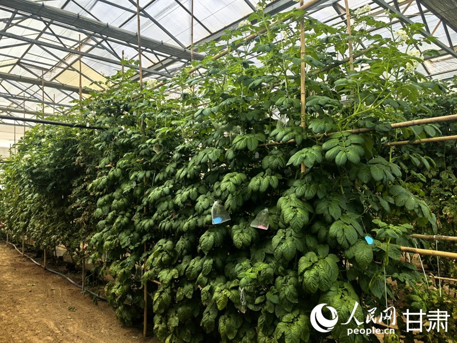 定西馬鈴薯研究所內，馬鈴薯植株枝繁葉茂。人民網記者 周婉婷攝