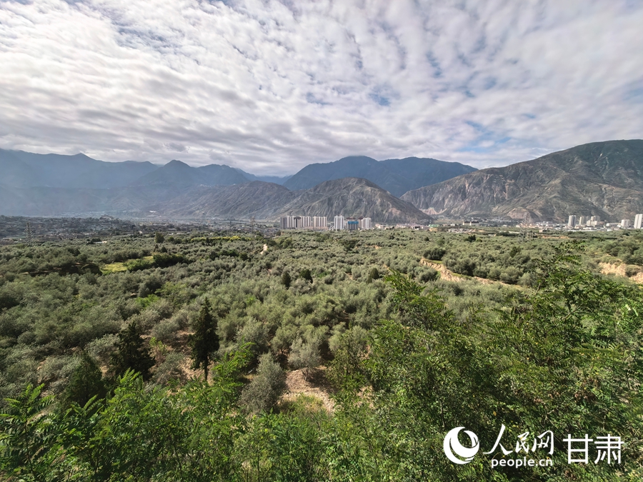 武都區兩水鎮大灣溝油橄欖基地。人民網記者 高翔攝_副本