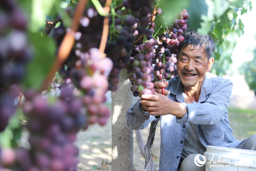 青石灣的葡萄熟啦，甜！【2】