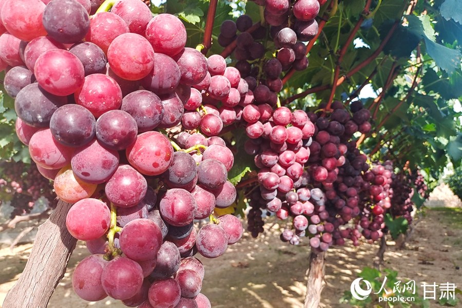青石灣的葡萄熟啦，甜！【3】