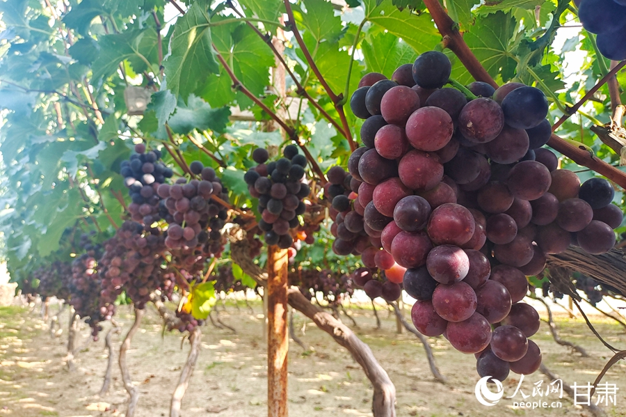 青石灣的葡萄熟啦，甜！【4】