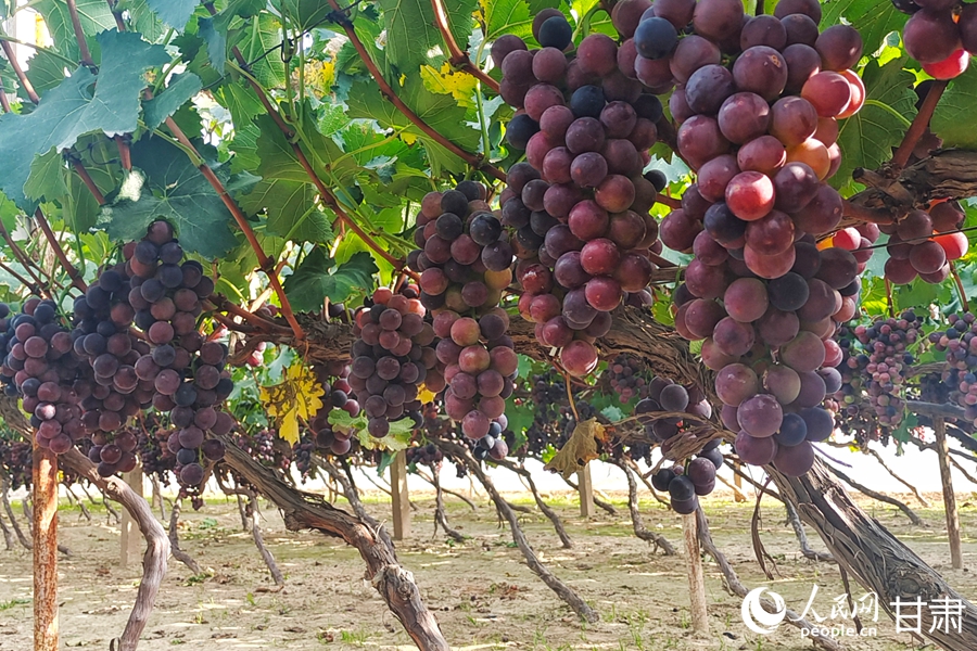 青石灣的葡萄熟啦，甜！【5】