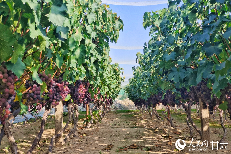 青石灣的葡萄熟啦，甜！【6】