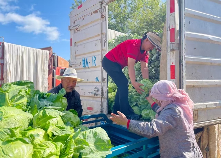 農戶忙著轉運高原夏菜。榆中縣委宣傳部供圖