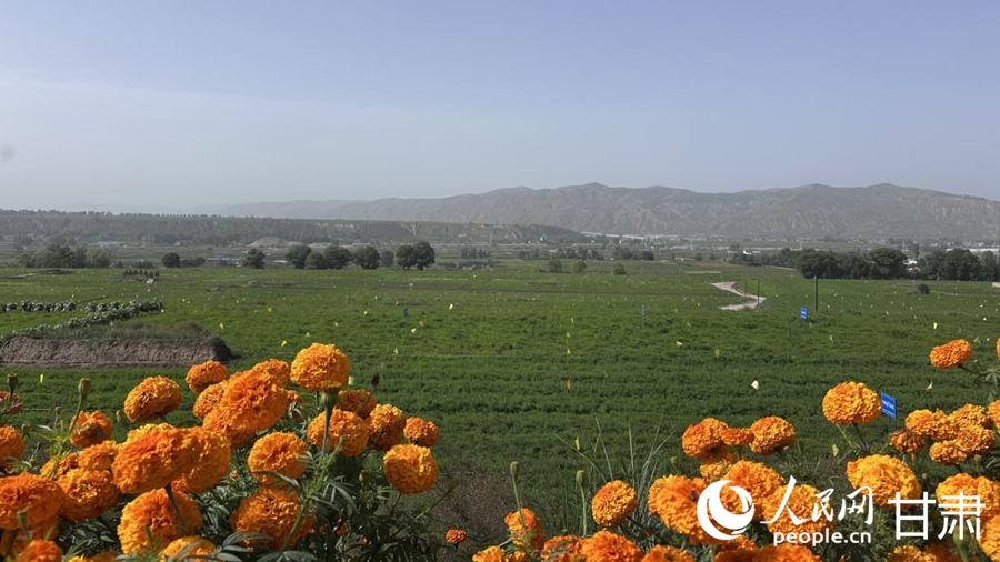 首陽鎮黃芪種植基地。人民網記者 王紹紹攝