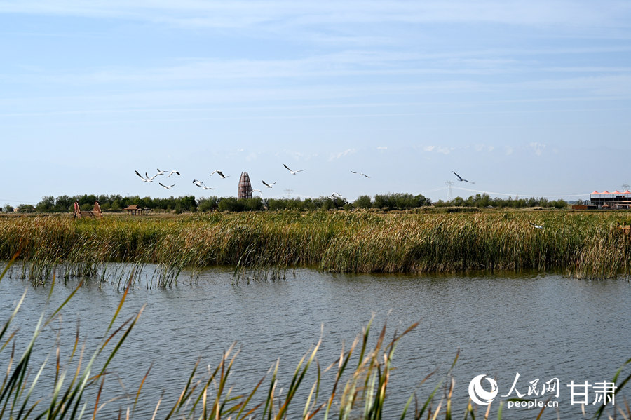 甘肅酒泉：祁連葦海蕩碧波【2】