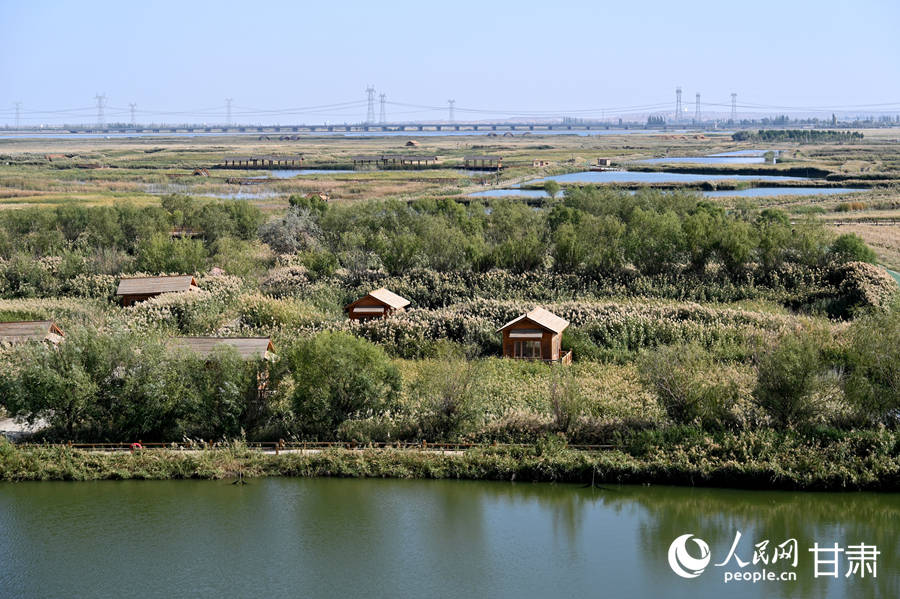 甘肅酒泉：祁連葦海蕩碧波【7】