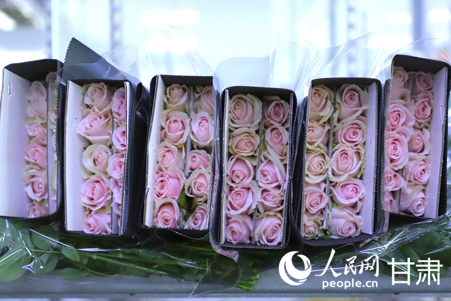 雙節臨近 蘭州新區鮮切玫瑰走俏全國