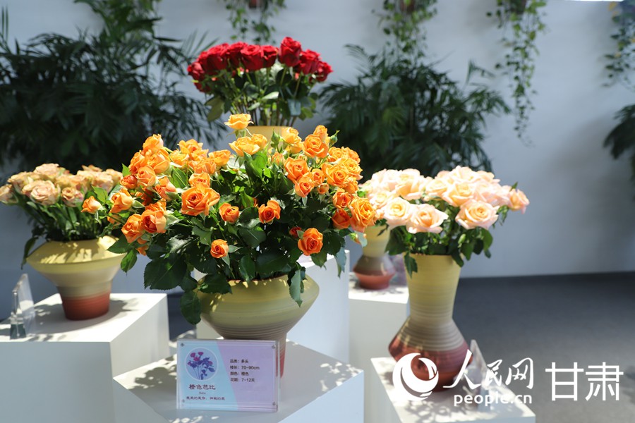 雙節臨近 蘭州新區鮮切玫瑰走俏全國【5】