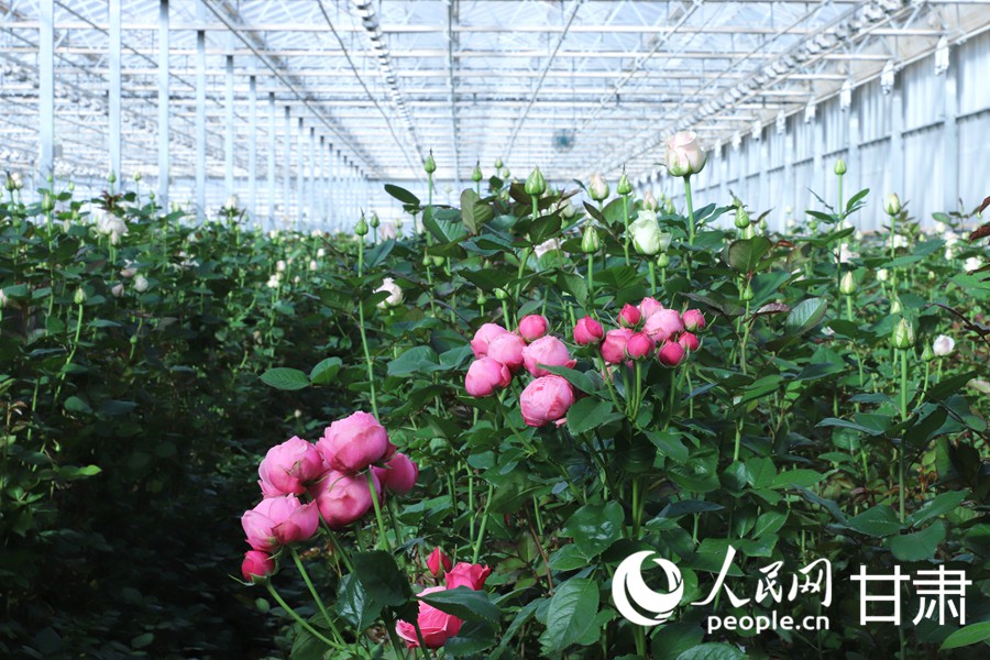 雙節臨近 蘭州新區鮮切玫瑰走俏全國【6】