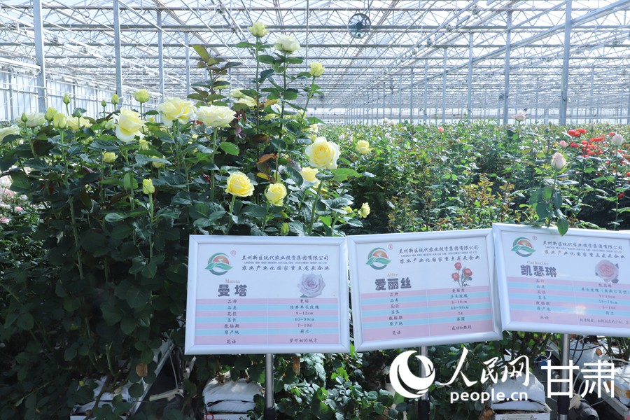 雙節臨近 蘭州新區鮮切玫瑰走俏全國【9】