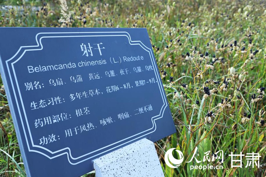 佛慈制藥廠的藥材種植區。人民網記者 米媛攝