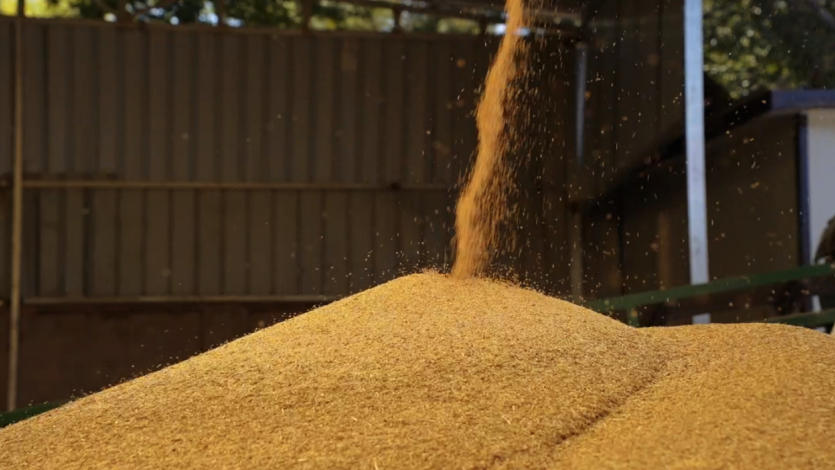 經烘干的黍粒。榆中縣委宣傳部供圖