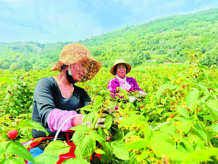 工人采摘樹莓。王偉如攝