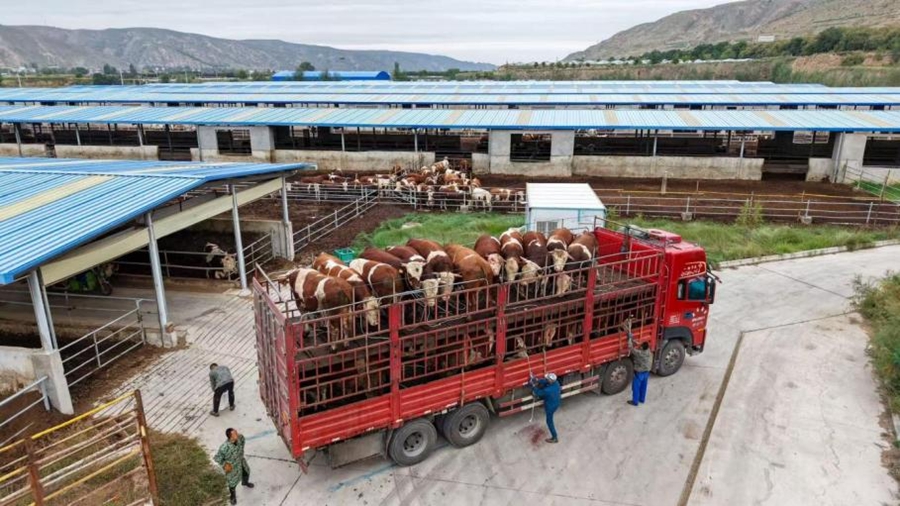 待售的肉牛。榆中縣委宣傳部供圖