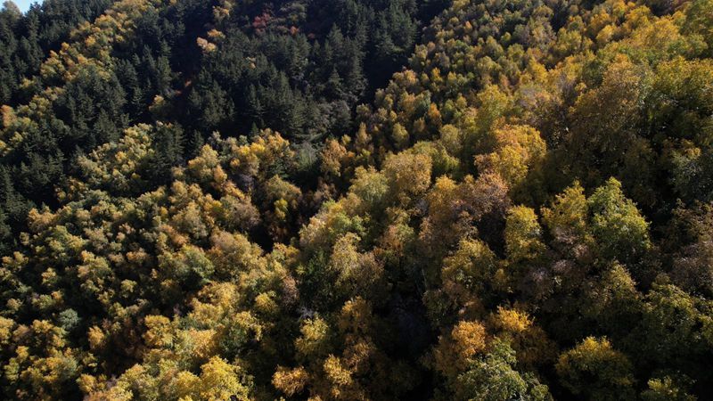 醉人的秋日盛景。永靖縣委宣傳部供圖