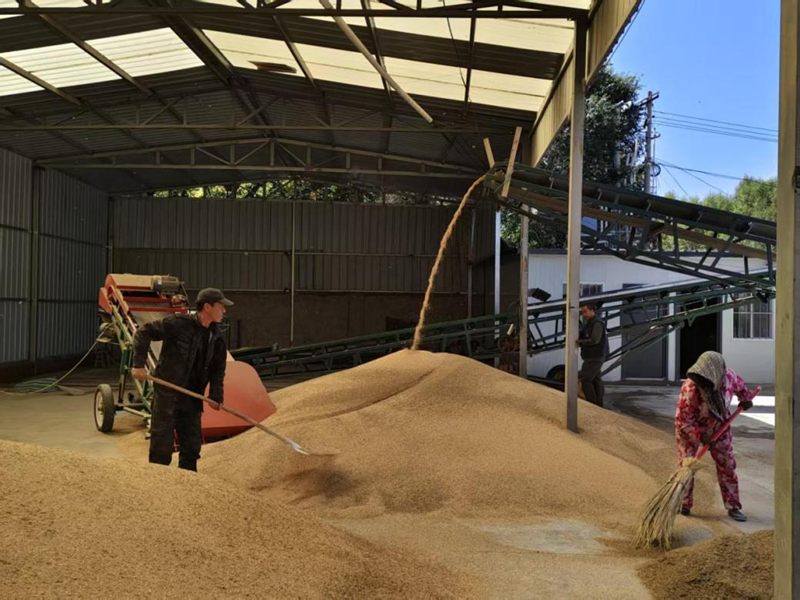 黍粒進入糧倉。榆中縣委宣傳部供圖