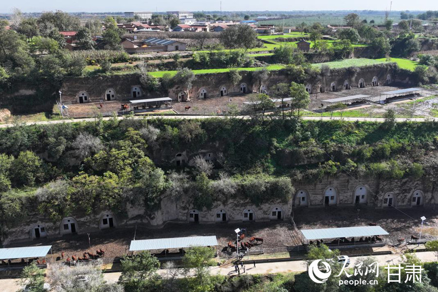 航拍黃寨鎮甘莊村的窯洞養牛示范點。人民網記者 焦隆攝