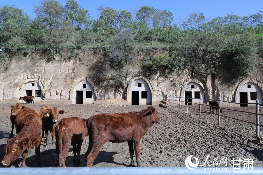黃寨鎮甘莊村窯洞養牛示范點。人民網記者 米媛攝