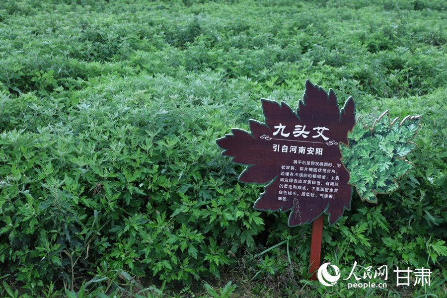 皇甫謐產業園種植的艾草。人民網記者 米媛攝